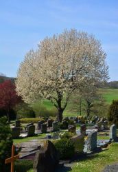 Baum-auf-Friedhof